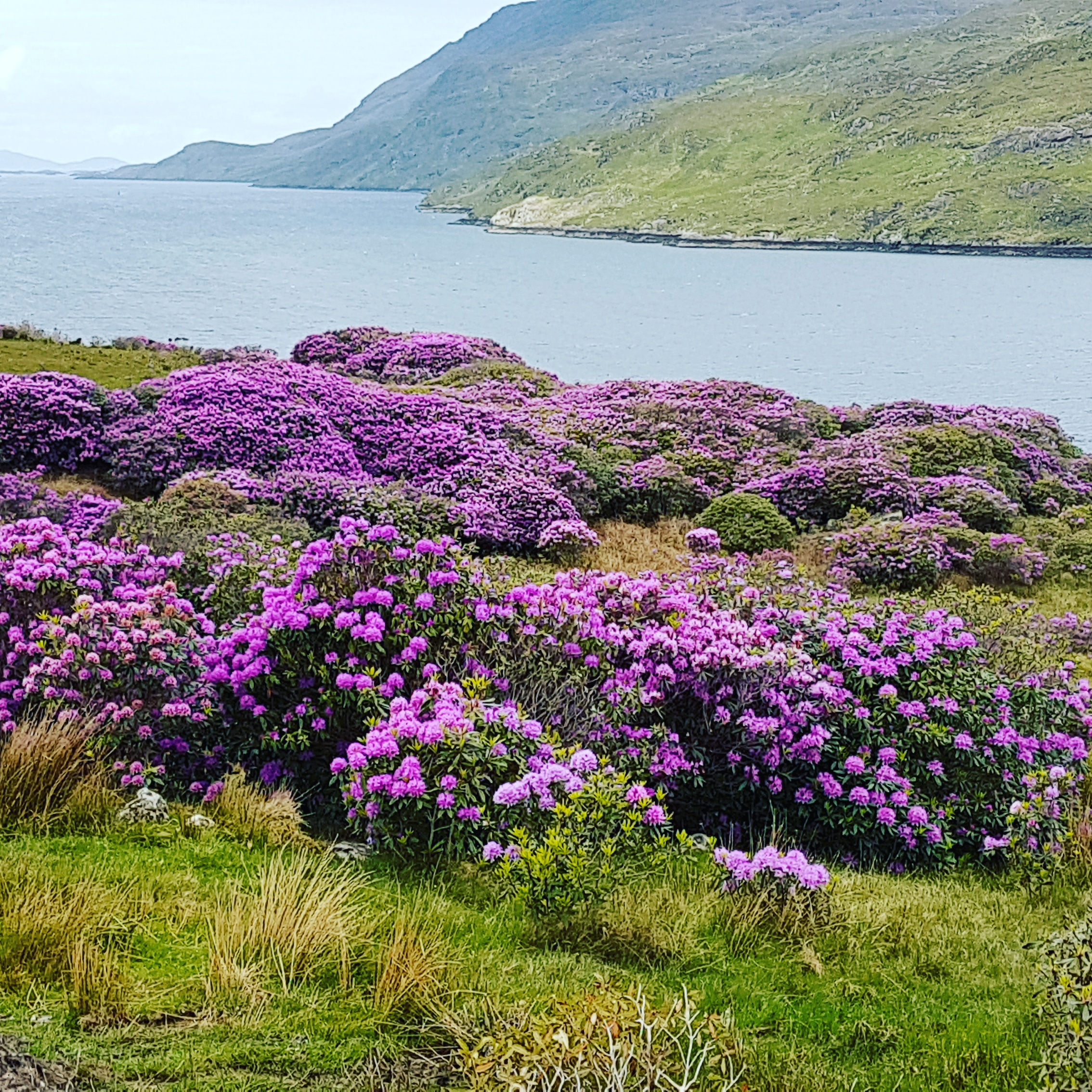 Fjord du Connemara Fjord du Connemara