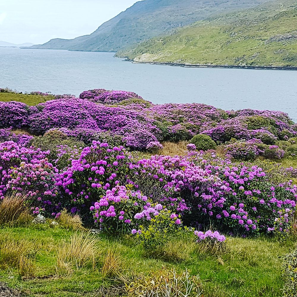 Fjord du Connemara