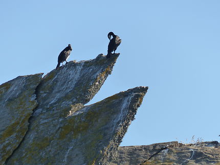 Cormorans sur l’ile de Groix