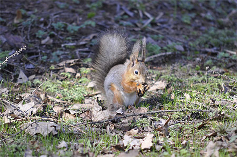 Ecureuil et noisette