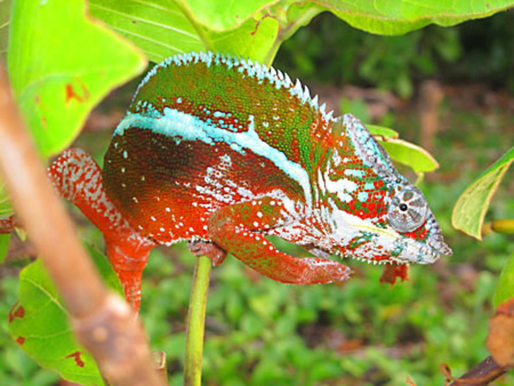 Caméléon à Ambodikakazo