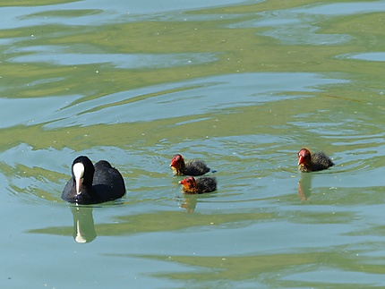 En Avant Les Petits Oiseaux Animaux Sceaux Hauts De