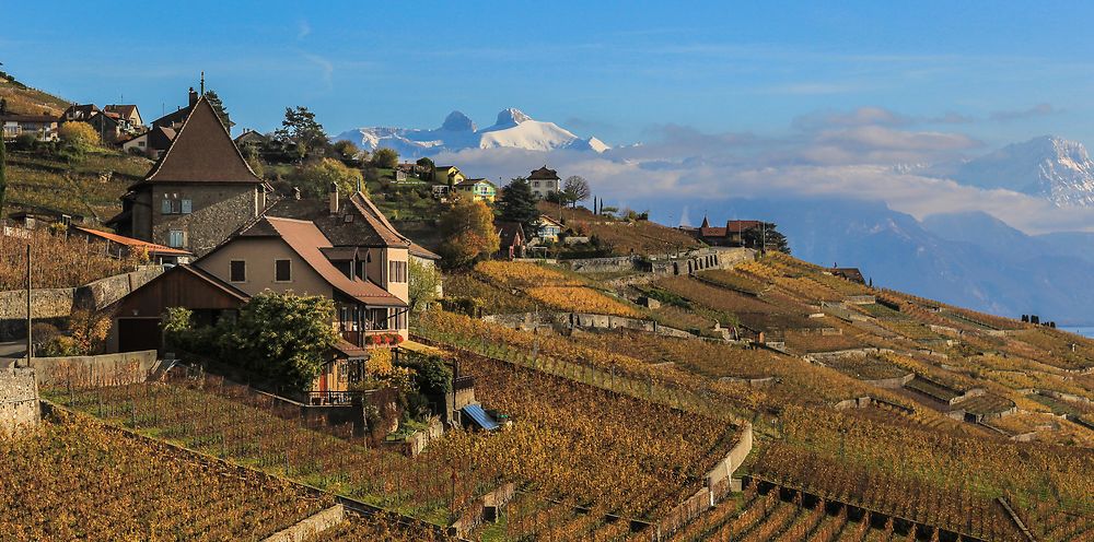 Vignoble de Lavaux patrimoine mondial de l'UNESCO