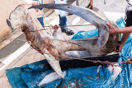  Essaouira, Un requin-marteau