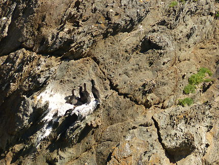 Famille de cormorans sur l’île de Groix