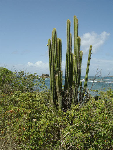 Cactus-cierge