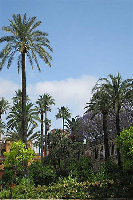 Séville - Alcazar - Les palmiers des jardins