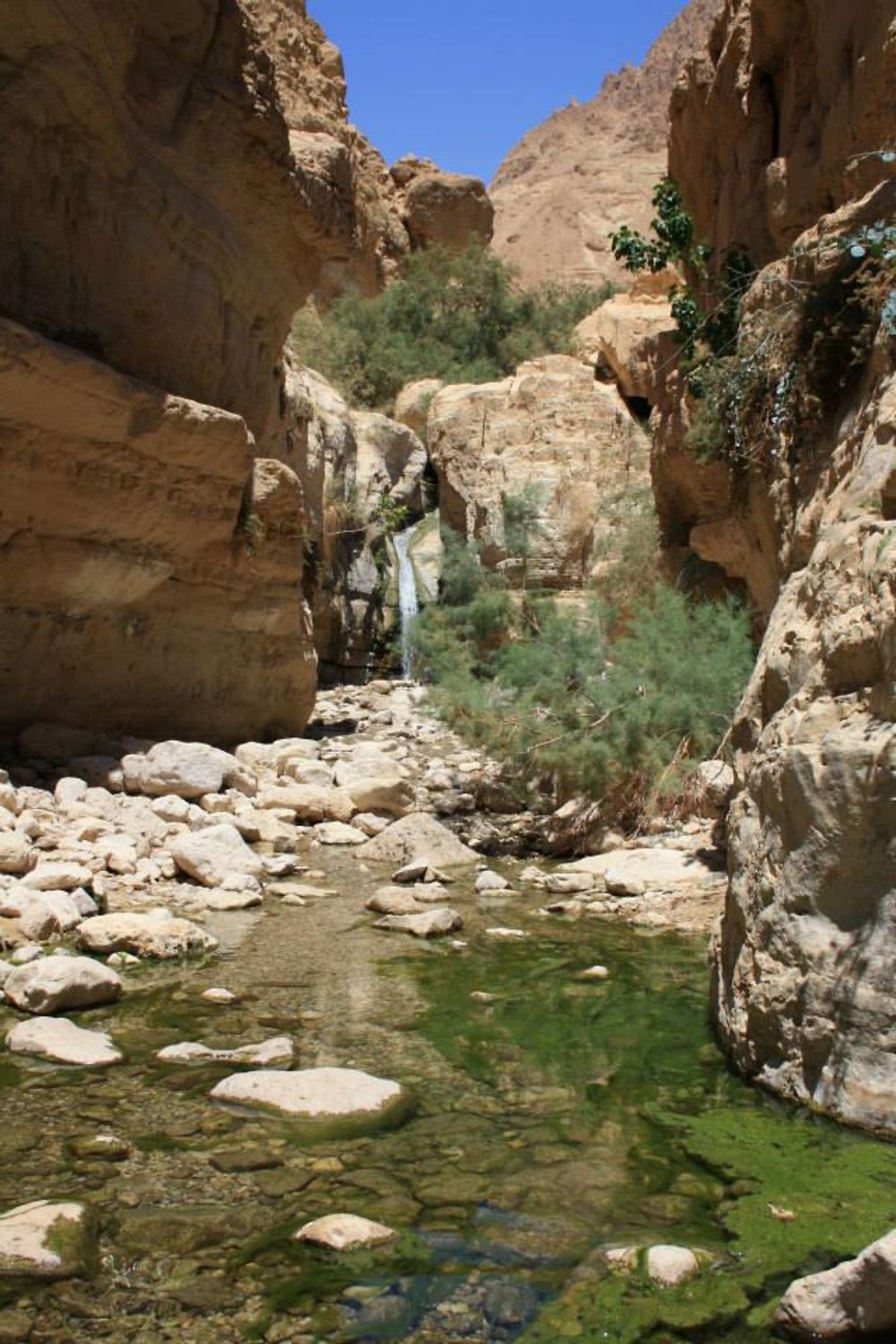 Oasis en plein désert, Ein Guedi