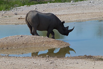 Jeune rhinocéros 