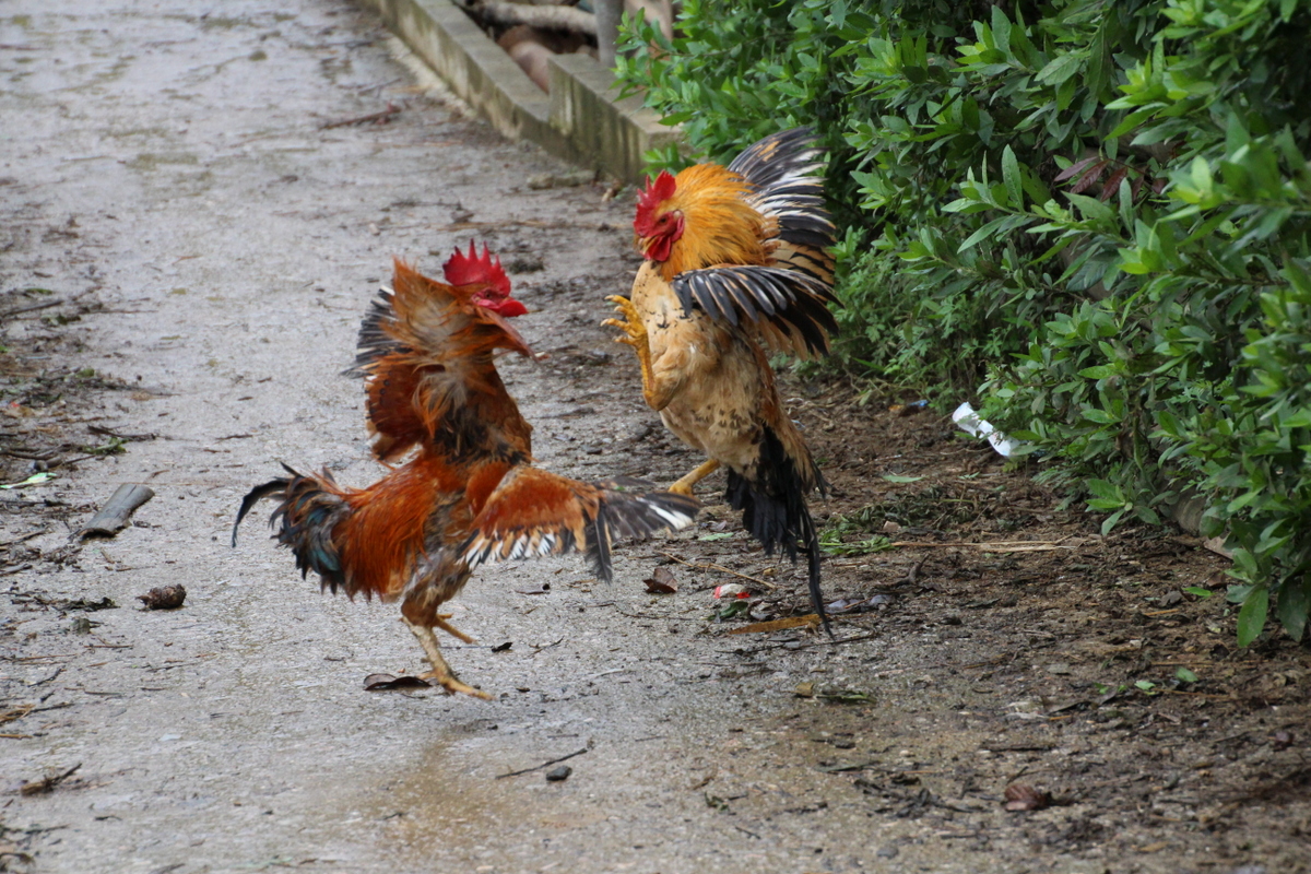 Combat de coq ... Combat de coq ...