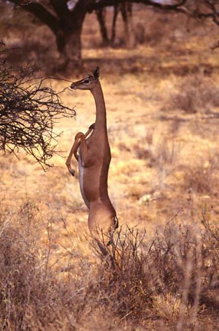 Gazelle girafe