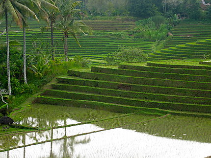 Rizière de Bali