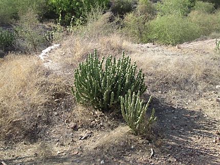 Cactus à Jodhpur