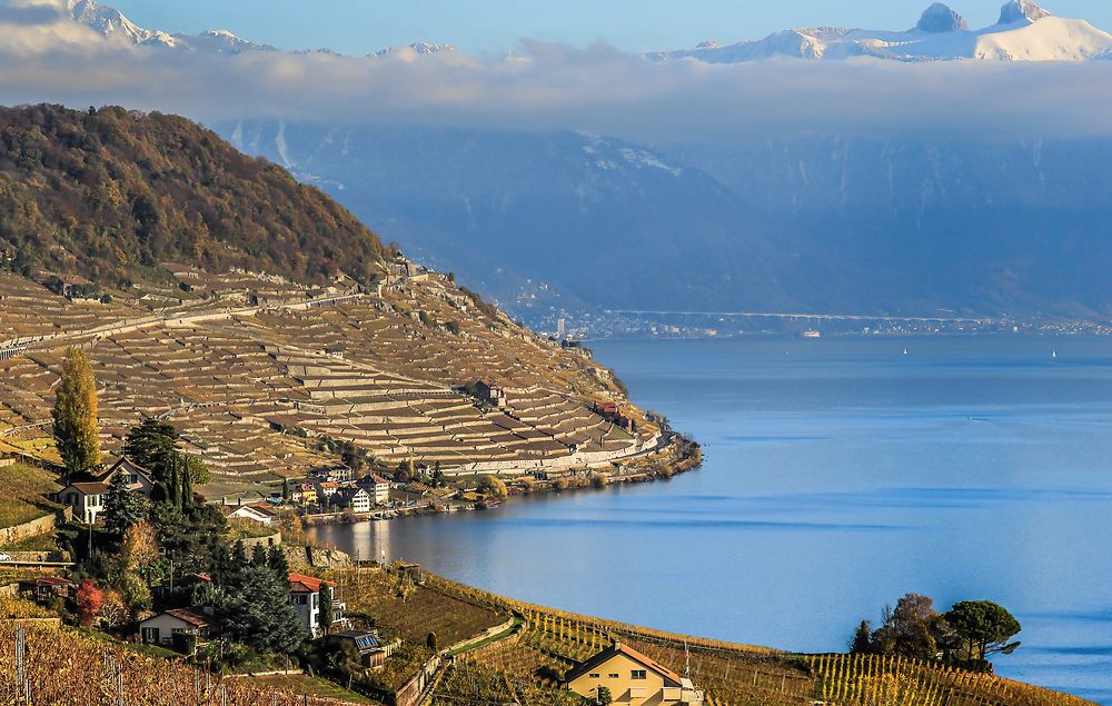 Vignoble en terrasses Lavaux