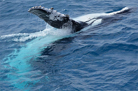 Baleine Baleine