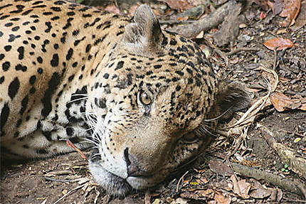 Tête de jaguar