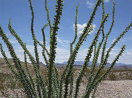 Végétation désert de Bing Bend