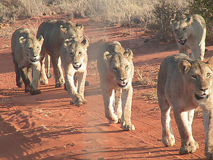 Lionnes au Kenya