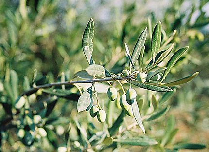 L'olivier en Kabylie