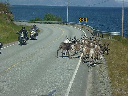 Quelques usagers de la route en Laponie