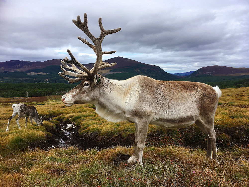 Renne écossais dans le Parc des Cairngorms