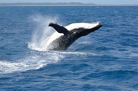 Baleine Baleine