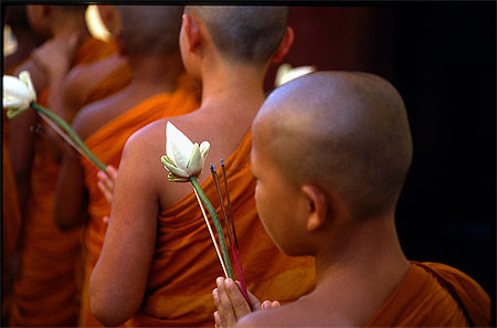 Le lotus Le lotus