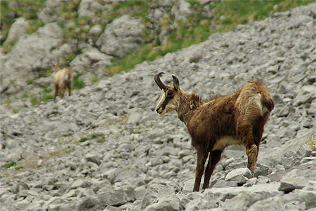 Chamois Chamois