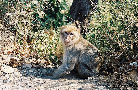 Macaque berbère dans la forêt de Yakouren