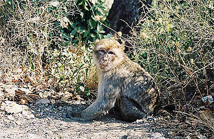 Macaque berbère dans la forêt de Yakouren