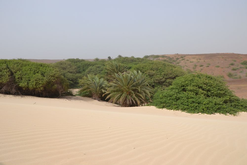 Oasis dans le Deserto de Viana