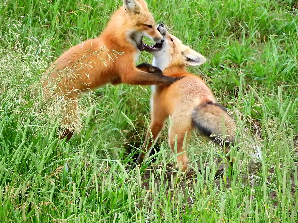 Jeux de renards