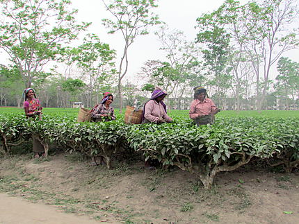 Cueillette dans un champ de thé