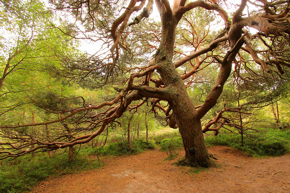 Arbre tortueux dans le Parc National des Cairngorm