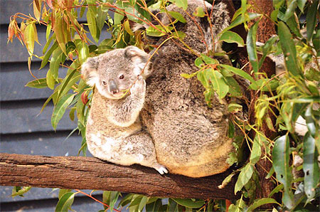 Maman et bébé koala Maman et bébé koala