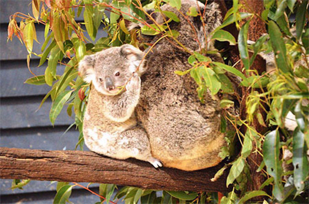 Maman et bébé koala