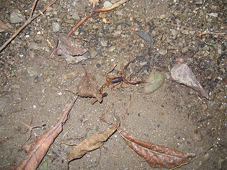 Scorpion Scorpion