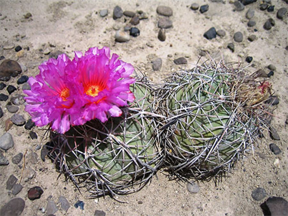 Fleur du désert de Big Bend