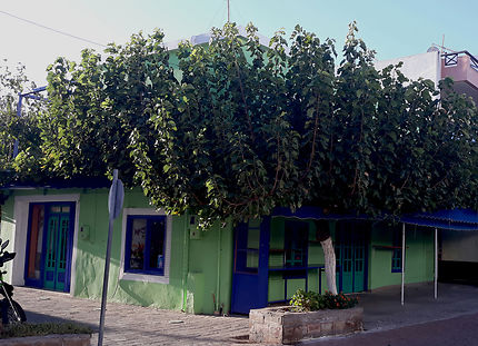 Maison et verdure à Paléochora