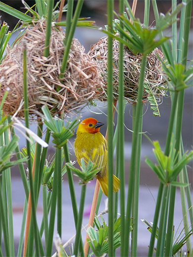 Le Tisserin ( Ploceus Cucullatus ) au Kenya Le Tisserin ( Ploceus Cucullatus ) au Kenya
