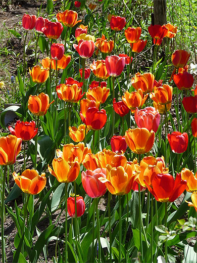 Il est revenu, le temps des tulipes Il est revenu, le temps des tulipes