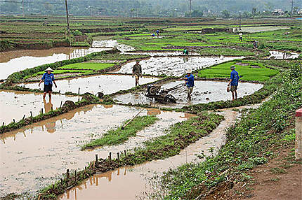 Paysans dans les rizières