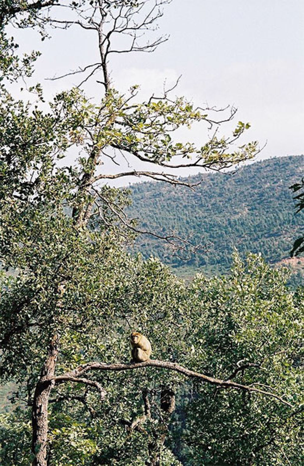 Macaque berbère