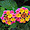 Séville - Alcazar - Fleurs multicolores