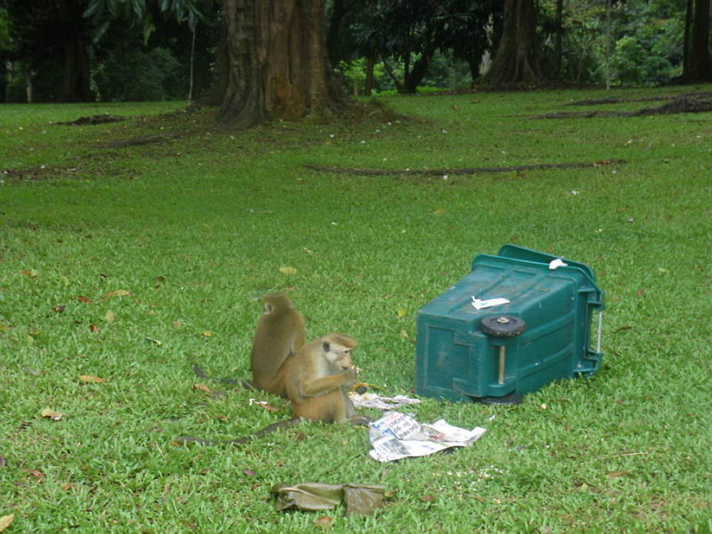 Sri Lanka