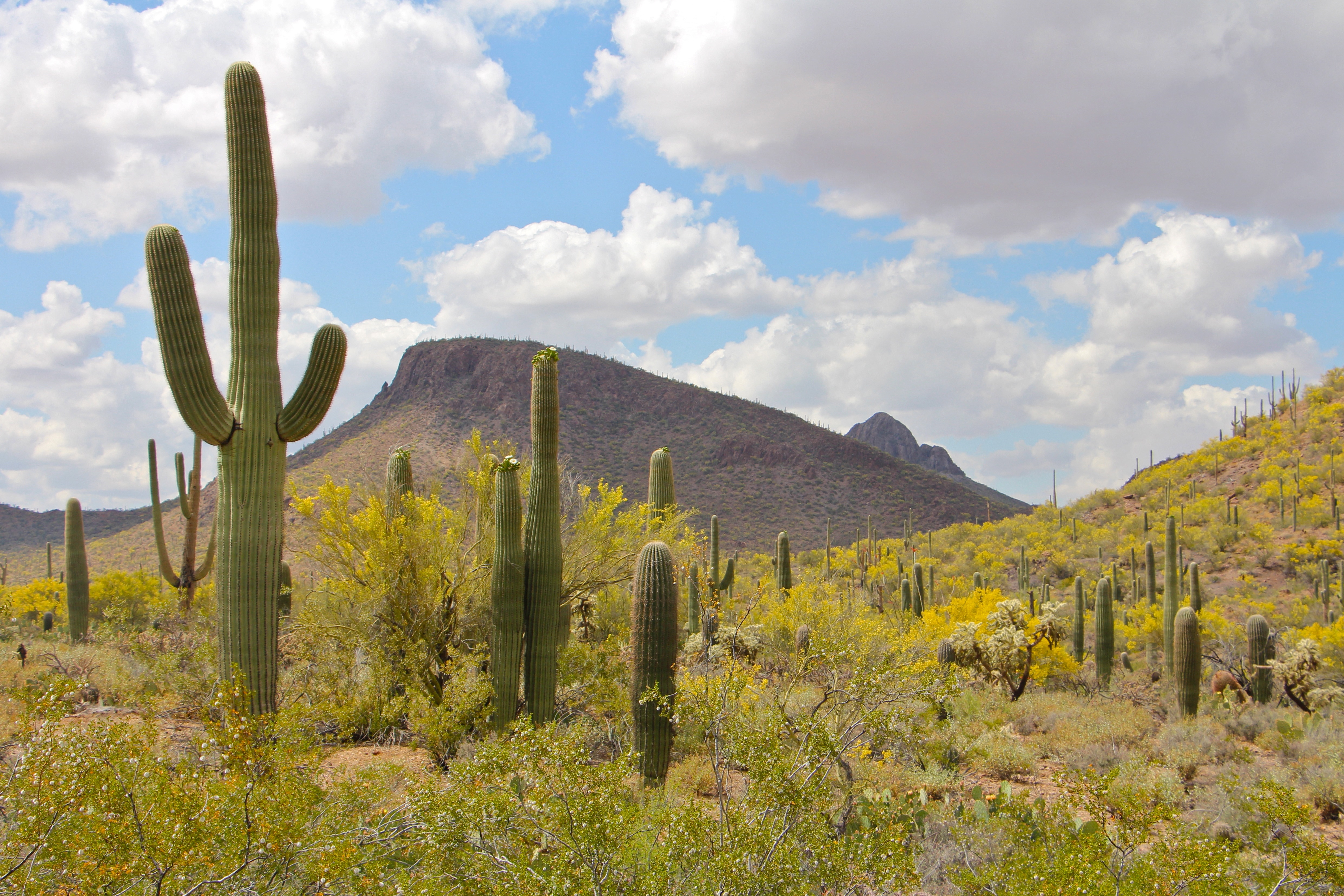 Au royaume du Saguaro Au royaume du Saguaro