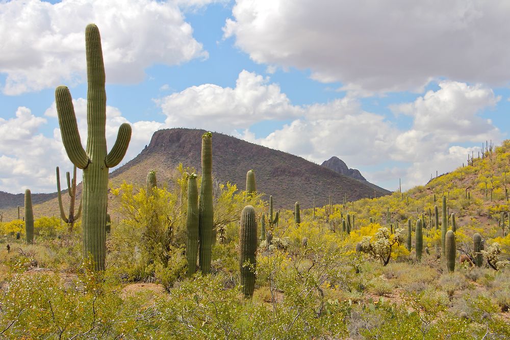 Au royaume du Saguaro