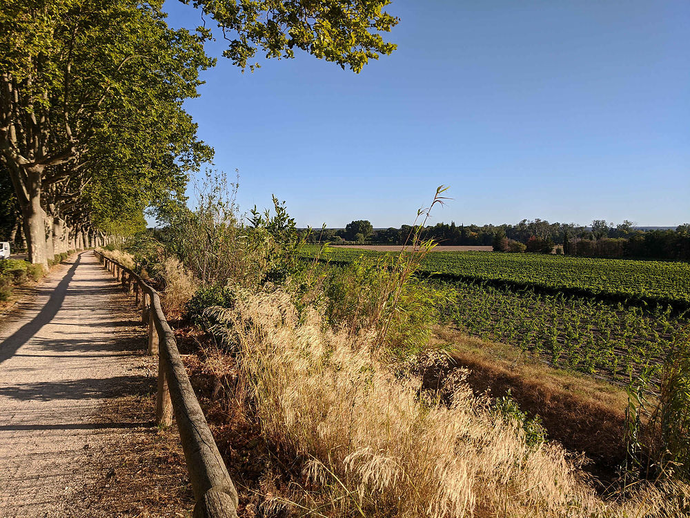 Longer les vignes à Remoulins