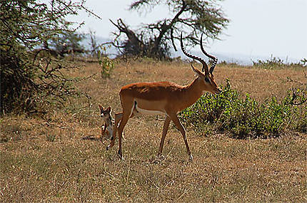 Impala et chacal