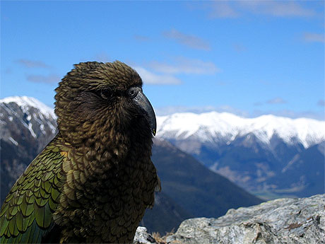 Kea Kea